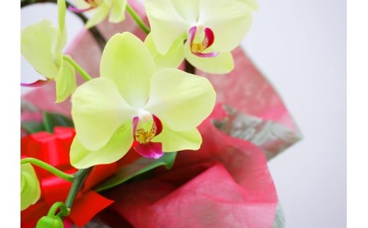 ＜ザルツマン＞ 胡蝶蘭 2本立ち 花 こちょうらん コチョウラン 黄色 イエロー 記念日 お祝い 贈り物 ギフト  F20E-257