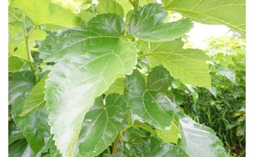 《無添加》皇室御用達 桑の粉茶 (1kg) 桑 お茶 茶 粉茶 桑の粉 国産 無添加 粉末 飲料 F20E-141