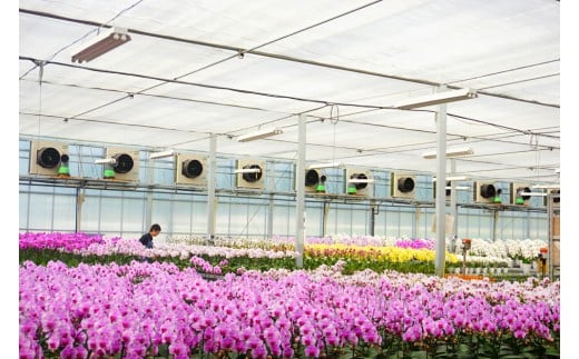 ＜キング＞ 胡蝶蘭 白大輪 3本立ち (はがきサイズカード付) 大輪 花 こちょうらん コチョウラン キング 白 ホワイト 記念日 お祝い 贈り物 ギフト はがきサイズカード F20E-424