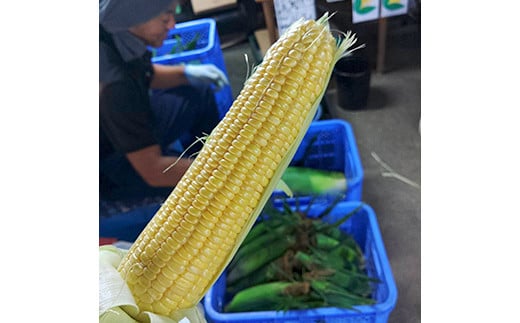 ＜2026年先行予約＞【定期便】夜間収穫したとうもろこし ゴールドラッシュ (各約5kg)《2ヶ月連続》 2L トウモロコシ とうもろこし コーン ゴールドラッシュ 定期便 野菜 食品 F21E-068