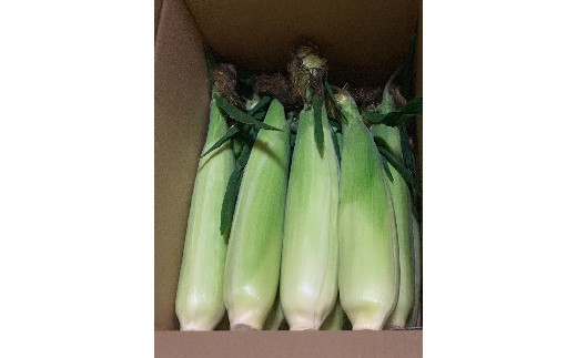 ＜2026年発送＞ ホワイトトウモロコシ（雪の妖精）12本入り 白 とうもろこし ホワイト トウモロコシ 雪の妖精 野菜 食品 F20E-698