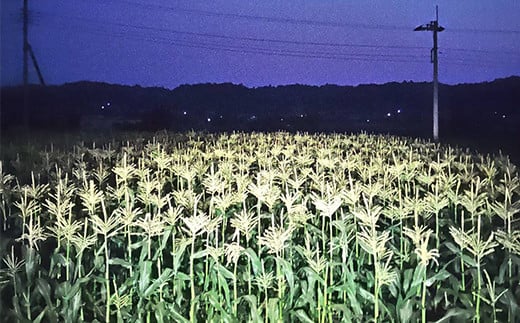 ＜2026年先行予約＞【定期便】夜間収穫したとうもろこし ゴールドラッシュ (各約5kg)《2ヶ月連続》 2L トウモロコシ とうもろこし コーン ゴールドラッシュ 定期便 野菜 食品 F21E-068