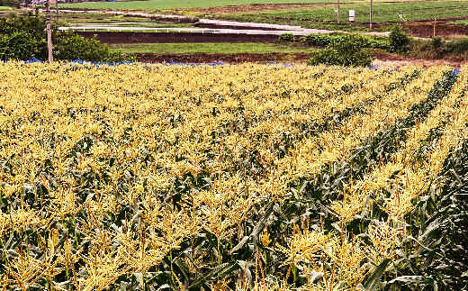 ＜2026年発送＞ ホワイトトウモロコシ（雪の妖精）12本入り 白 とうもろこし ホワイト トウモロコシ 雪の妖精 野菜 食品 F20E-698