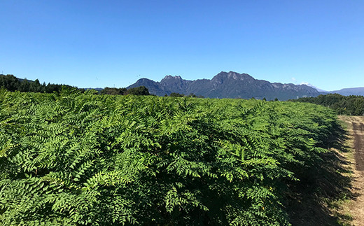 âªå
è¡äºçŽâ« å±±èã®çæ§ ããã®èœ (300g) ïŒ2026幎1æããé æ¬¡çºéïŒ ããã®èœ ã¿ã©ã®èœ ãããŸæ¥çNT å±±è éè é£å F20E-770