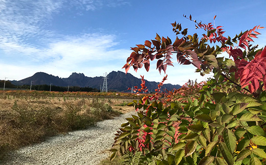 âªå
è¡äºçŽâ« å±±èã®çæ§ ããã®èœ (300g) ïŒ2026幎1æããé æ¬¡çºéïŒ ããã®èœ ã¿ã©ã®èœ ãããŸæ¥çNT å±±è éè é£å F20E-770