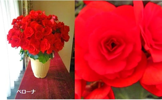 ベゴニア鉢植え「おまかせセット」 F20E-456