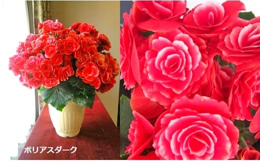 ベゴニア鉢植え「おまかせセット」 F20E-456