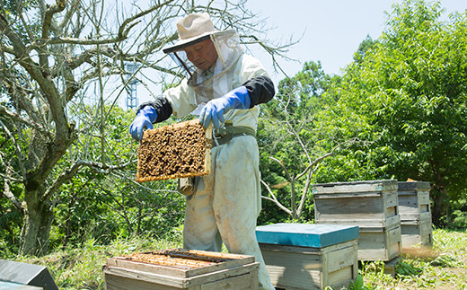 3種富岡国産純粋はちみつセット(各100g) 計6本(3種×2本) アカシア蜂蜜 百花はちみつ 栗はちみつ 国産 天然 ハチミツ 蜂蜜 はちみつ 食べ比べ セット F20E-715