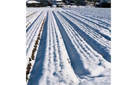 âªå
è¡äºçŽâ«åŠçŸ©å±±ã®éº ã«ããã 2kg çé®®é£å éè 人å ãã³ãžã³ ææ©è¥æ çã ç
®ç© ããæã æ¬ ãåãå¯ã 矀銬ç å¯å²¡åž F21E-195