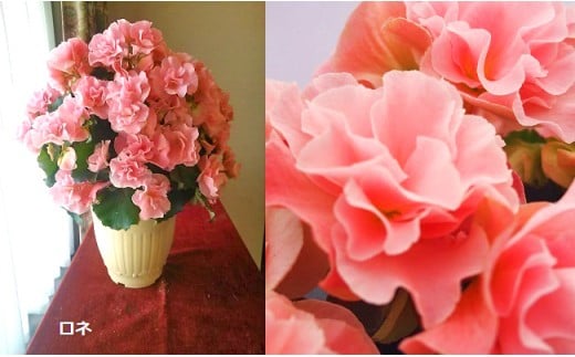 ベゴニア鉢植え「おまかせセット」 F20E-456