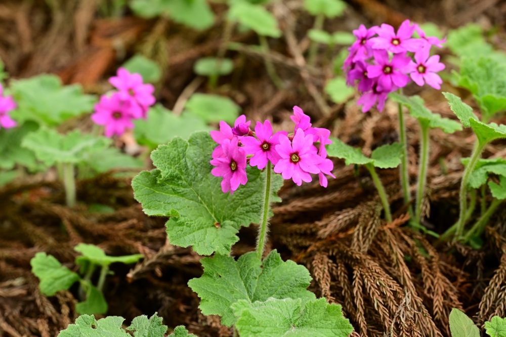正福寺の天井画とカッコソウを訪ねて