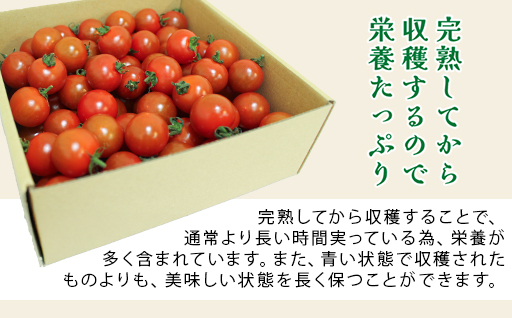 【1】ミニトマト1kg