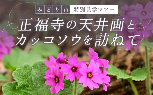 正福寺の天井画とカッコソウを訪ねて