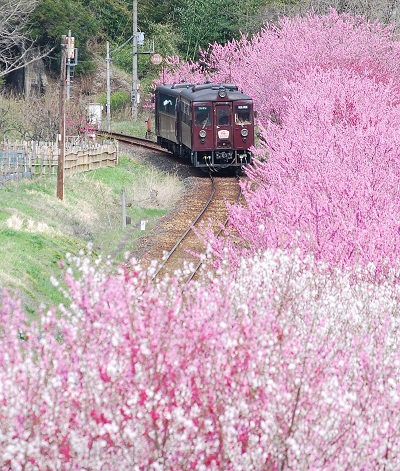 【49】わたらせ渓谷鐵道「トロッコ列車の旅セット」 ※こども１名用