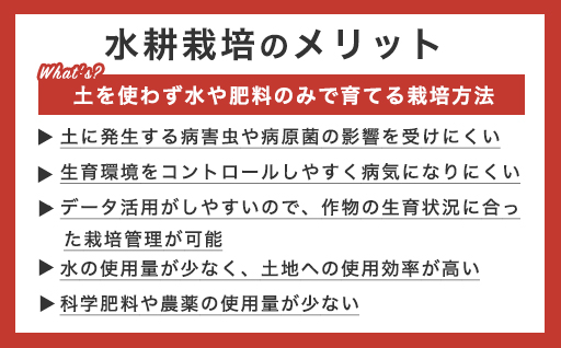 ãa010ããã«ãŒããããç³åéïŒMãµã€ãºïŒ1kgç®±15çæºæ¯è©°ãã2026幎3æã5æçºéå
