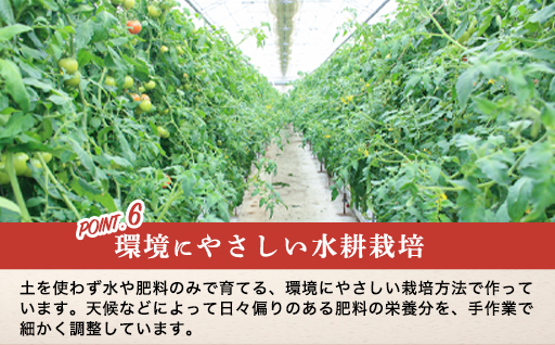 【a013】フルーツトマト糖九郎（Mサイズ）1kg箱15玉満杯詰め　2027年3月〜5月中旬発送分