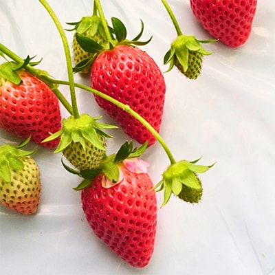 繧ケ繝医Ο繝吶Μ繝シ縺ソ縺ェ縺ソ 縺薙□繧上j 縲弱>縺。縺斐3邂ア縲宣埼∽ク榊庄蝨ー蝓滂シ夐屬蟲カ縲代1053106縲