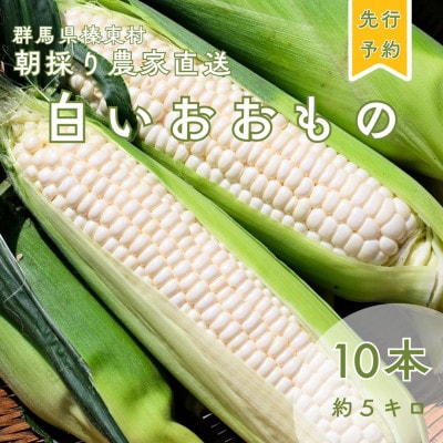 【先行予約】糖度18度前後　朝採りトウモロコシ　しろいおおもの　約5kg(10本)【配送不可地域：離島】【1598110】