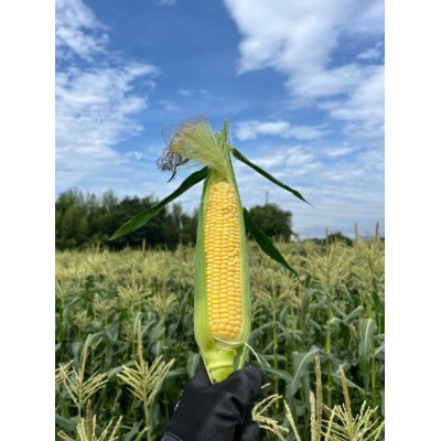 トウモロコシ　ゴールドラッシュ　10本【1717447】