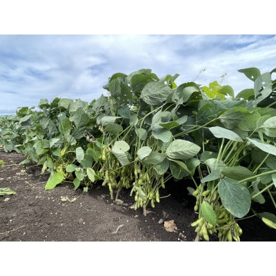 【2026年発送】枝豆(初だるま) 8袋入り 計2kg【ストロベリーみなみ】【配送不可地域：離島】【1691180】