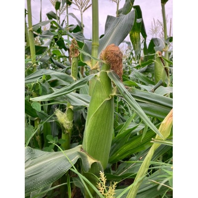 【先行予約】糖度18度前後　朝採りトウモロコシ　しろいおおもの　約5kg(10本)【配送不可地域：離島】【1598110】