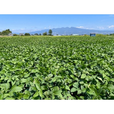 ã2026幎çºéãæè±(åã ããŸ) 4è¢å
¥ã èš1kgãã¹ããããªãŒã¿ãªã¿ããé
éäžå¯å°åïŒé¢å³¶ãã1691179ã