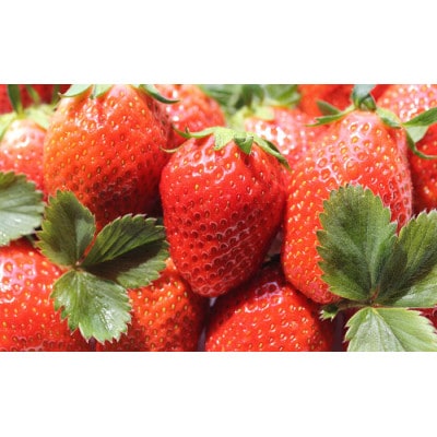 金井いちご農園　やよいひめ　4パック【配送不可地域：離島・北海道・沖縄県・中国・四国・九州】【1691430】