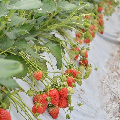 ストロベリーみなみ こだわり　『いちご』　320g×2パック【配送不可地域：離島】【1052500】