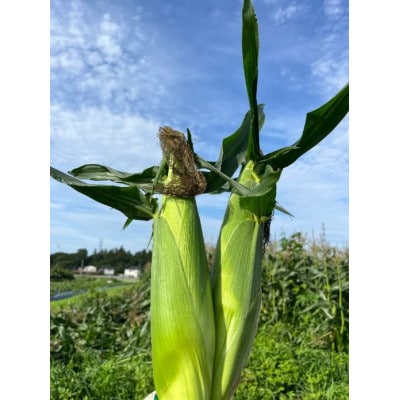 繝医え繝「繝ュ繧ウ繧キ縲繧エ繝シ繝ォ繝峨Λ繝繧キ繝・縲10譛ャ縲1717447縲