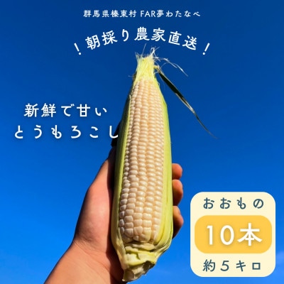 【先行予約】糖度18度前後　朝採りトウモロコシ　しろいおおもの　約5kg(10本)【配送不可地域：離島】【1598110】