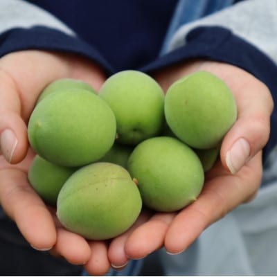 梅シロップ 510ml×1本【1705090】