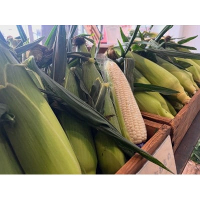 トウモロコシ(ゴールドラッシュ 白いおおもの ドルチェドリーム)合計10本 ミックス【1717445】