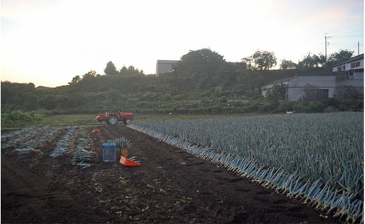 下仁田葱の会の下仁田葱（Mサイズ） とろける 甘い ねぎ ネギ 王様ねぎ 殿様ねぎ 特産 栄養たっぷり ブランド 上州ねぎ すきやき F21K-587