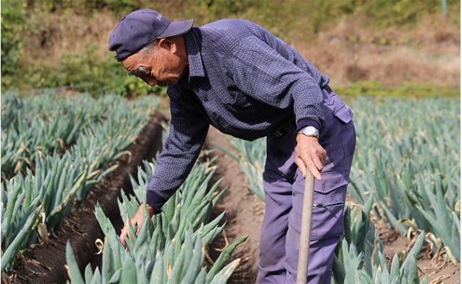 äžä»ç°è±ã®äŒã®äžä»ç°è±ïŒLãµã€ãºïŒãšããã çã ãã® çæ§ ãã æ®¿æ§ãã ç¹ç£ æ é€ãã£ã·ã ãã©ã³ã äžå·ãã ãããã F21K-588