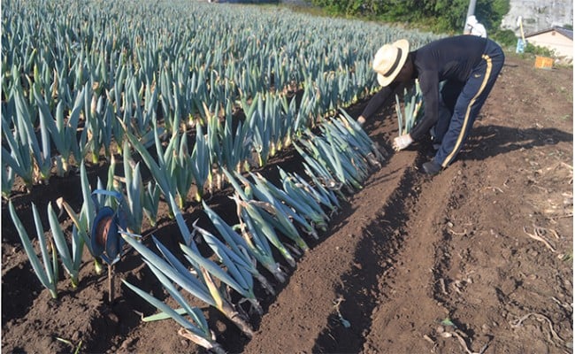 äžä»ç°è±ã®äŒã®äžä»ç°è±ïŒLãµã€ãºïŒãšããã çã ãã® çæ§ ãã æ®¿æ§ãã ç¹ç£ æ é€ãã£ã·ã ãã©ã³ã äžå·ãã ãããã F21K-588