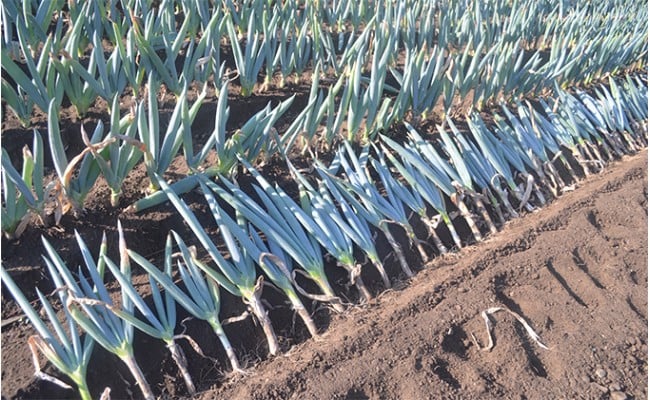 äžä»ç°è±ã®äŒã®äžä»ç°è±ïŒLãµã€ãºïŒãšããã çã ãã® çæ§ ãã æ®¿æ§ãã ç¹ç£ æ é€ãã£ã·ã ãã©ã³ã äžå·ãã ãããã F21K-588