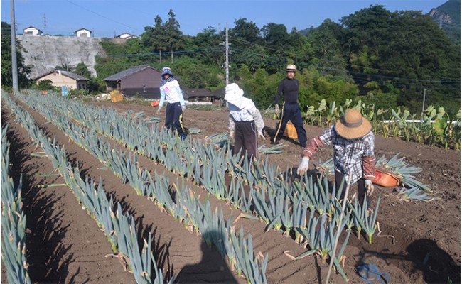 äžä»ç°è±ã®äŒã®äžä»ç°è±ïŒLãµã€ãºïŒãšããã çã ãã® çæ§ ãã æ®¿æ§ãã ç¹ç£ æ é€ãã£ã·ã ãã©ã³ã äžå·ãã ãããã F21K-588