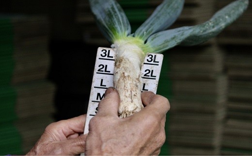 äžä»ç°è±ã®äŒã®äžä»ç°è±ïŒLãµã€ãºïŒãšããã çã ãã® çæ§ ãã æ®¿æ§ãã ç¹ç£ æ é€ãã£ã·ã ãã©ã³ã äžå·ãã ãããã F21K-588