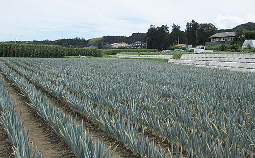 甘さが自慢の下仁田葱（Mサイズ 15本） とろける 甘い ねぎ ネギ 王様ねぎ 殿様ねぎ 特産 栄養たっぷり ブランド 上州ねぎ すきやき F21K-614