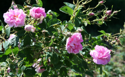 åœç£ ææ© ããã¹ã¯ããŒãºãŠã©ãŒã¿ãŒ ïŒæž
æ¶Œé£²ææ°ŽïŒ 50ml 1æ¬ F21K-411