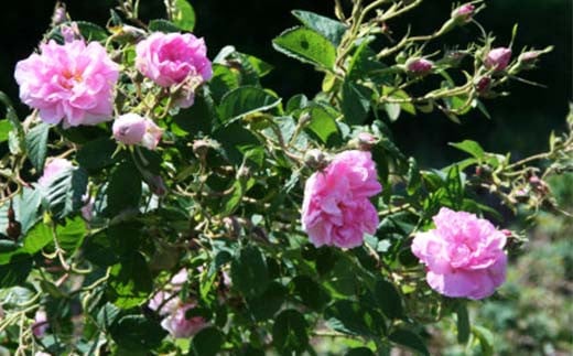 åœç£ ææ© ããã¹ã¯ããŒãºãŠã©ãŒã¿ãŒ ïŒæž
æ¶Œé£²ææ°ŽïŒ 50ml å°çšãã¹ãã¹ãã¬ãŒæ ä» F21K-414