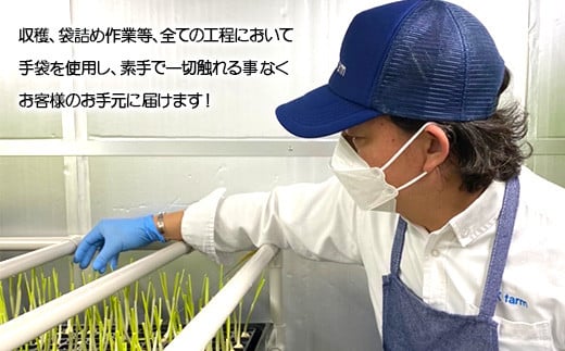 満点にんにく (発芽にんにく)  60～70g(10本)×4袋 F21K-250