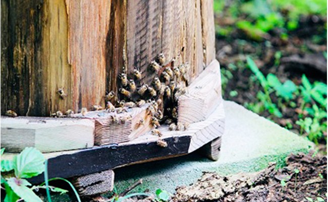 æ¥æ¬ã¿ã€ã°ã¡ã®èè300g ãããã èè åžå° å¹» ãã³ã±ãŒã çŽ
è¶ ã¹ã€ãŒã è± ãŸããã çŽåœç£ F21K-042