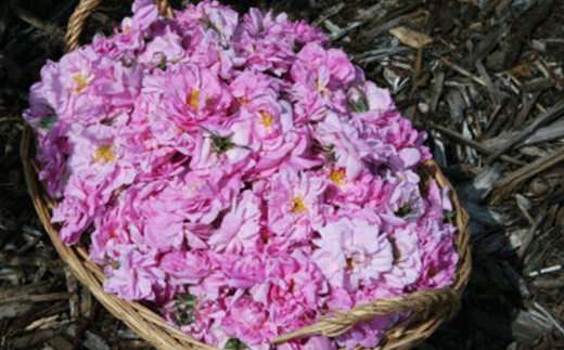 åœç£ ææ© ããã¹ã¯ããŒãºãŠã©ãŒã¿ãŒ ïŒæž
æ¶Œé£²ææ°ŽïŒ åŸ³çš 150ml 1æ¬ F21K-413