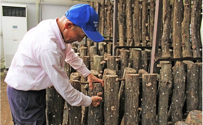 昔なつかしい 原木生しいたけ 椎茸 シイタケ 濃厚 香り 旨みたっぷり だし うまみ ワンランク上 F21K-012