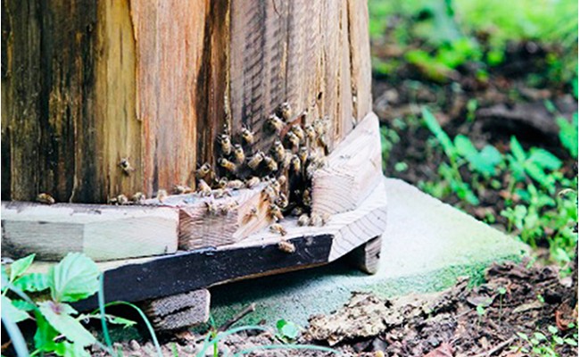譌・譛ャ縺ソ縺、縺ー縺。縺ョ陷り惧1,200g 繝溘ヤ繝舌メ 陷懆怩 蟶悟ー 蟷サ 繝代Φ繧ア繝シ繧ュ 繧ケ繧、繝シ繝 闃ア 縺セ繧阪d縺 邏泌嵜逕」 F21K-044