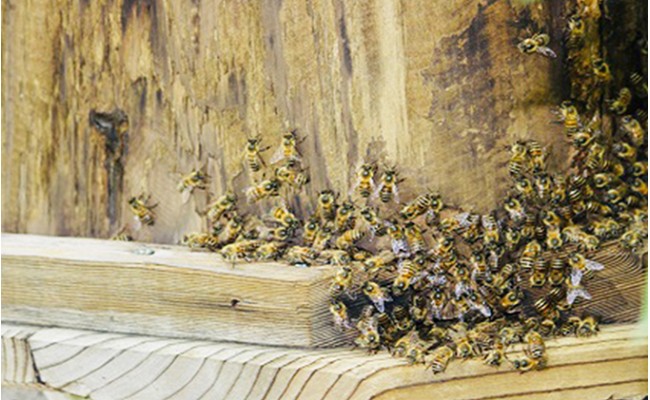 譌・譛ャ縺ソ縺、縺ー縺。縺ョ陷り惧1,200g 繝溘ヤ繝舌メ 陷懆怩 蟶悟ー 蟷サ 繝代Φ繧ア繝シ繧ュ 繧ケ繧、繝シ繝 闃ア 縺セ繧阪d縺 邏泌嵜逕」 F21K-044