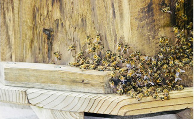 æ¥æ¬ã¿ã€ã°ã¡ã®èè300g ãããã èè åžå° å¹» ãã³ã±ãŒã çŽ
è¶ ã¹ã€ãŒã è± ãŸããã çŽåœç£ F21K-042