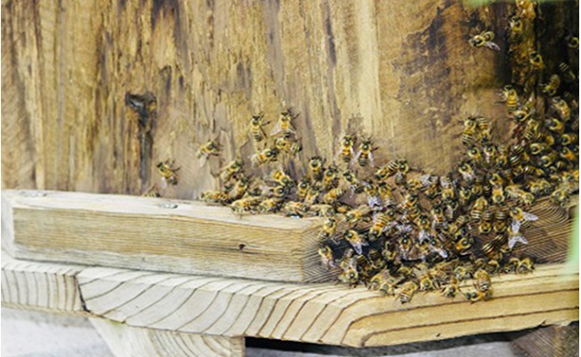 æ¥æ¬ã¿ã€ã°ã¡ã®èè600g ãããã èè åžå° å¹» ãã³ã±ãŒã çŽ
è¶ ã¹ã€ãŒã è± ãŸããã çŽåœç£ F21K-043