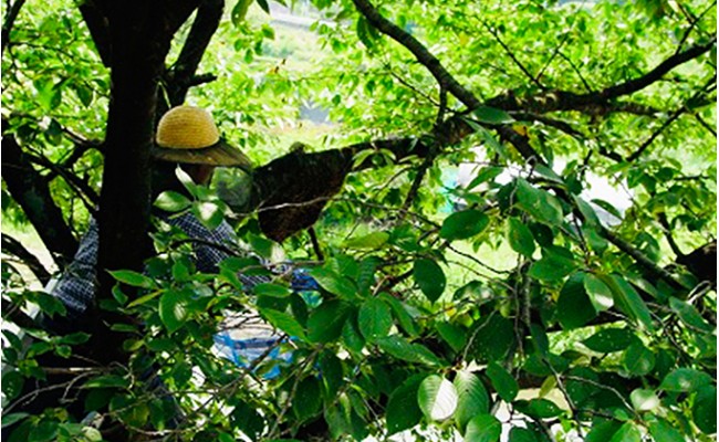 æ¥æ¬ã¿ã€ã°ã¡ã®èè600g ãããã èè åžå° å¹» ãã³ã±ãŒã çŽ
è¶ ã¹ã€ãŒã è± ãŸããã çŽåœç£ F21K-043